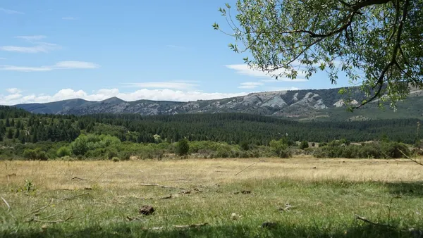 Campo