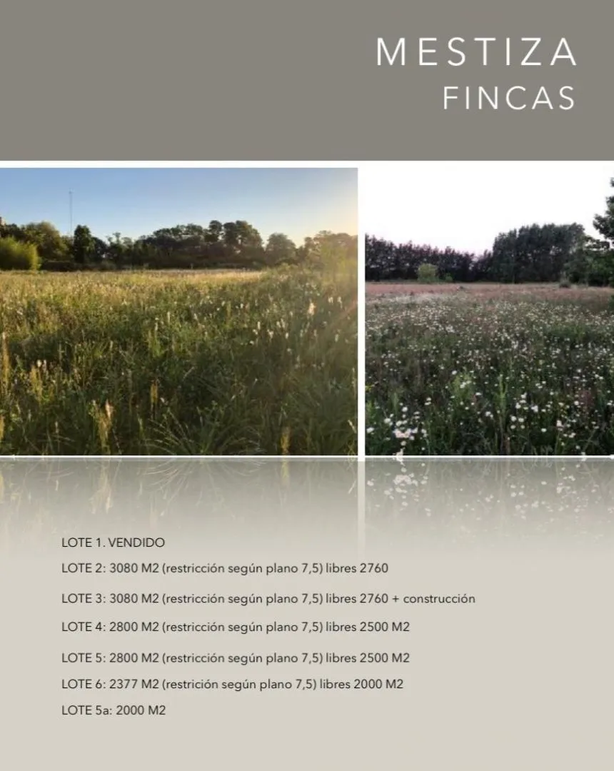 Lote en