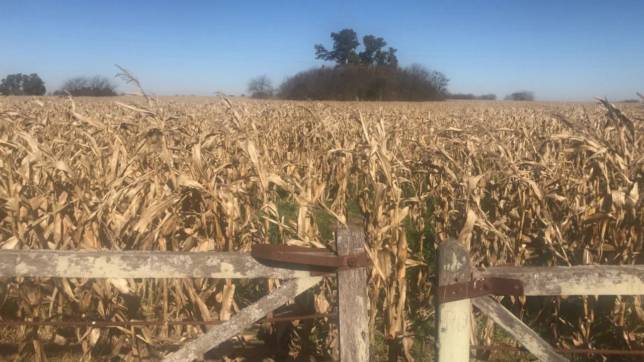 Campo en Ruta 8 100