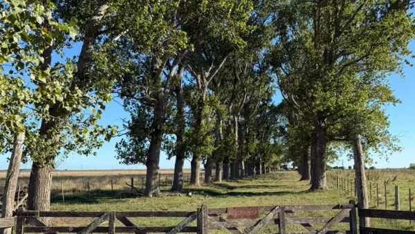 Campo
