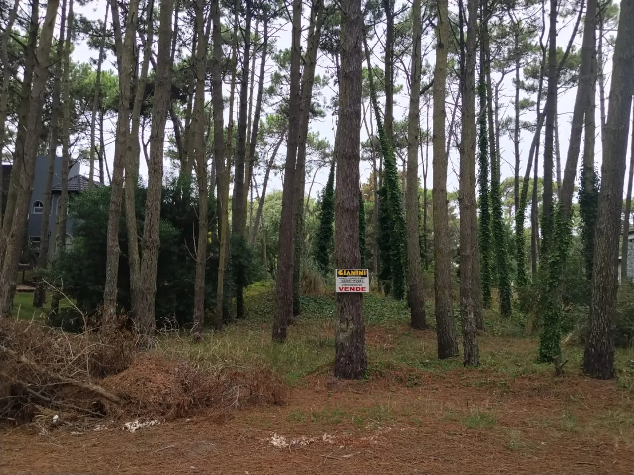 Lote en Pedro Luro