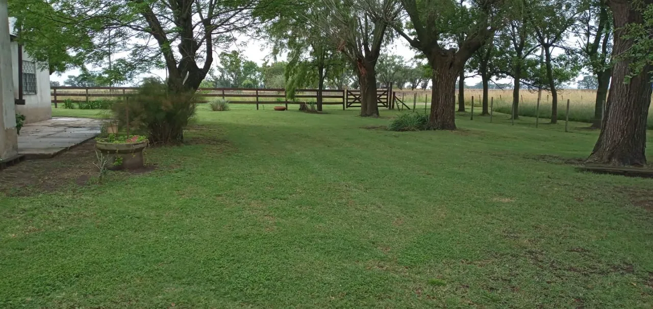 Campo en