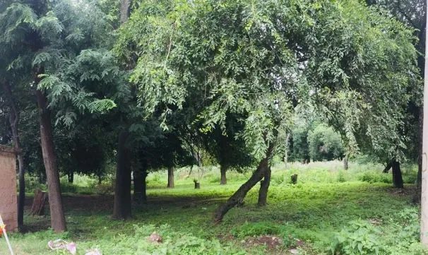 Lote en