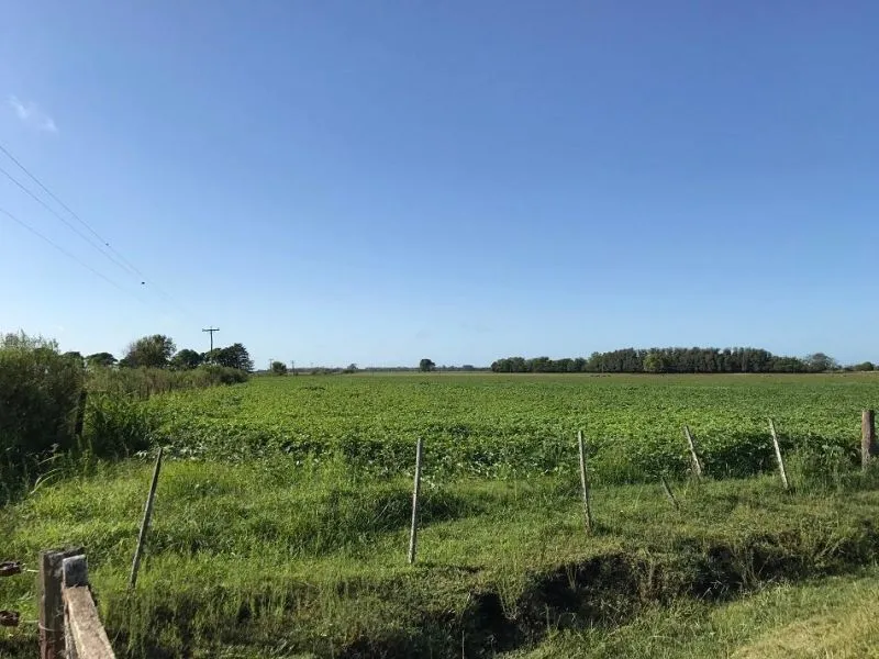 Campo en Camino del Chori