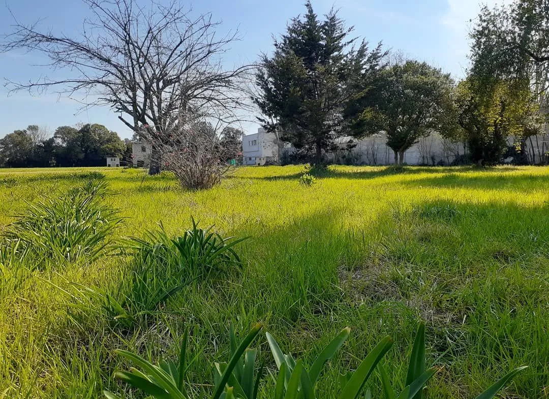 Lote en 50