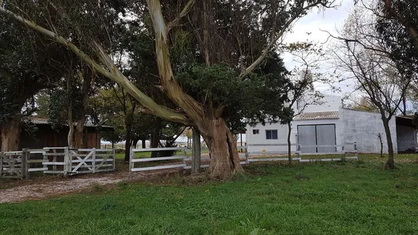 Campo