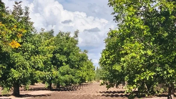 Campo en Coronel S/N