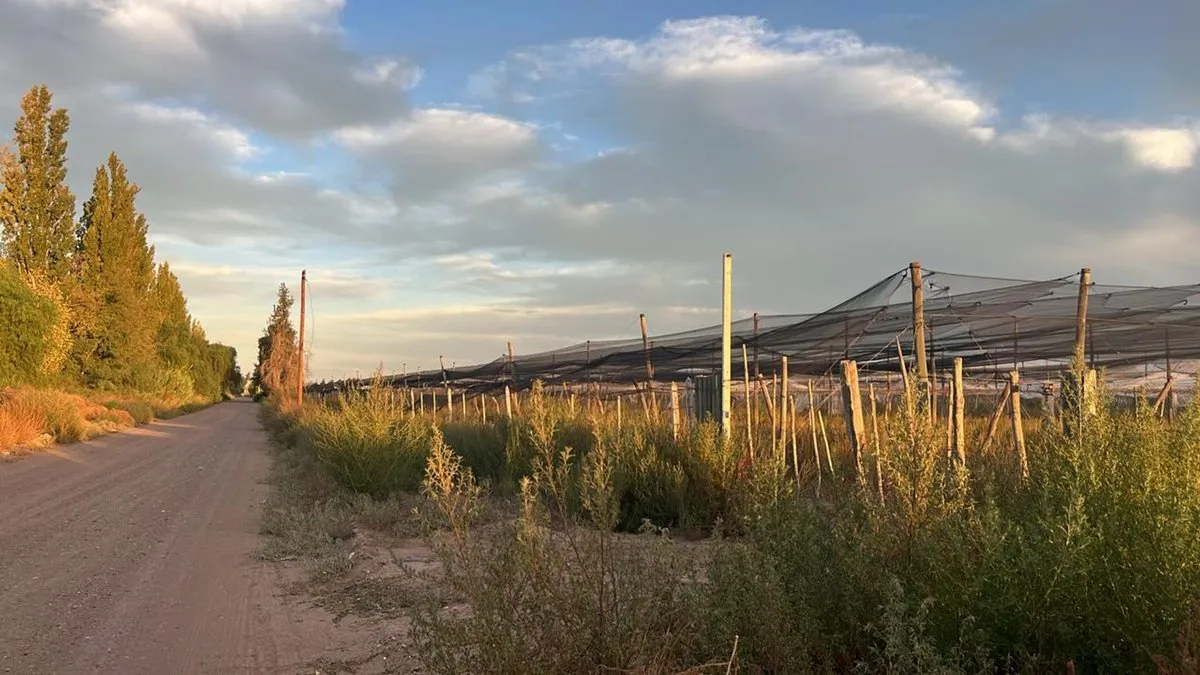 Campo en Zapata S/n S/N