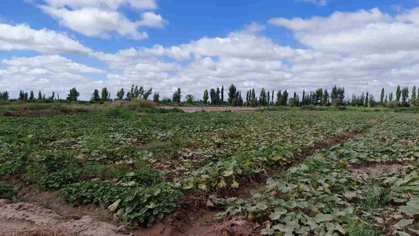 Campo en Ruta Provincial 24 S/N