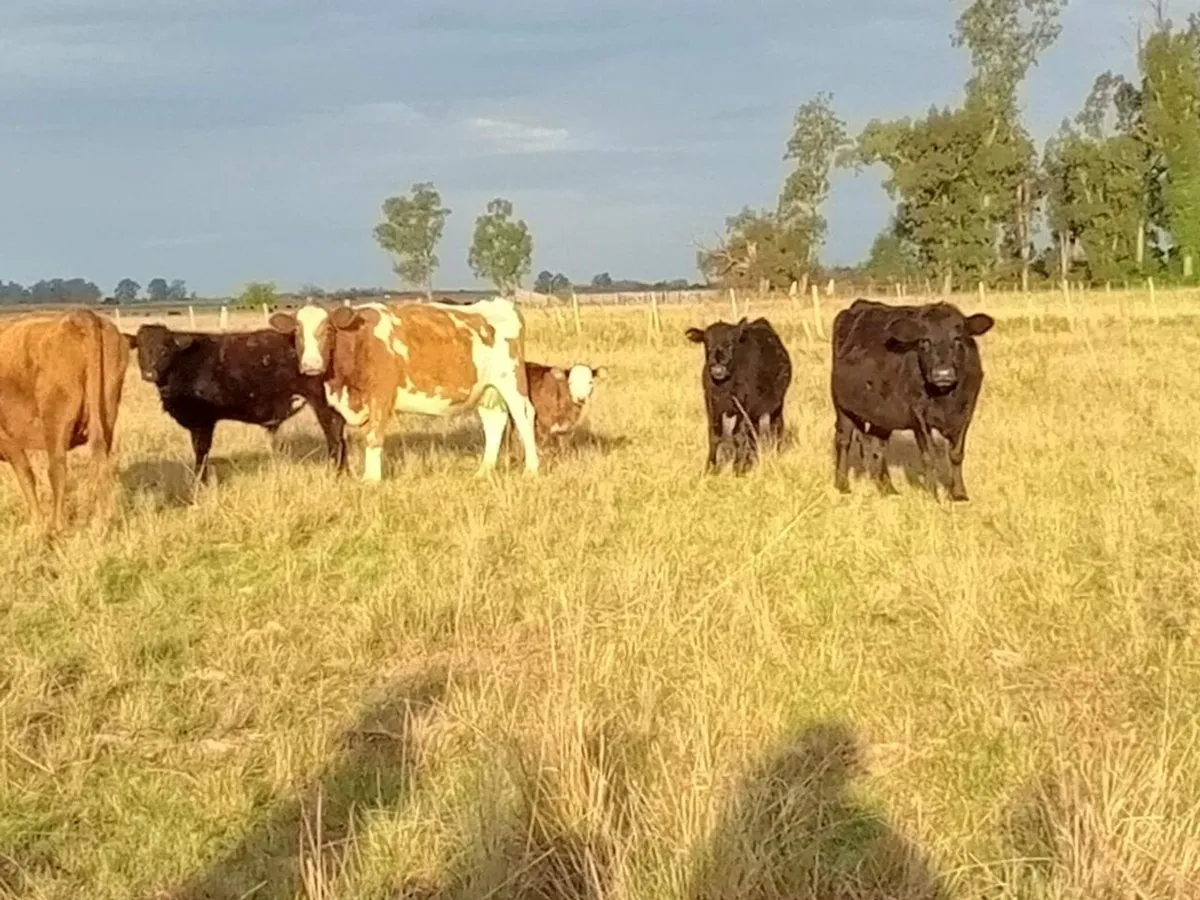 Campo en Ruta 36 Km, Magdalena 100
