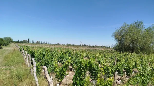 Campo en Belgrano 3500