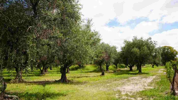 Lote en Pedro Molina 800