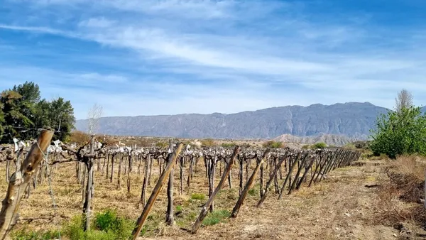 Campo en Mendoza S/N