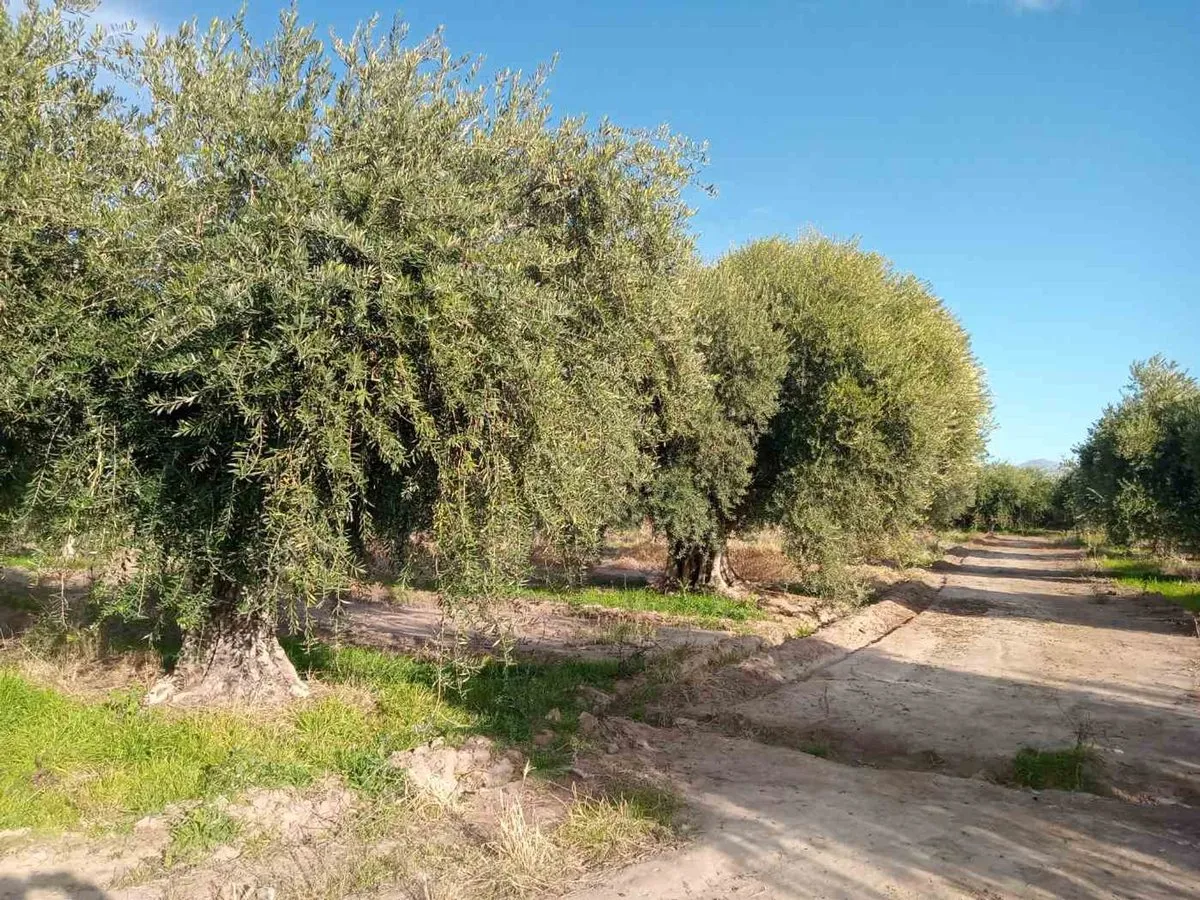Lote en Ruta 60 S/N