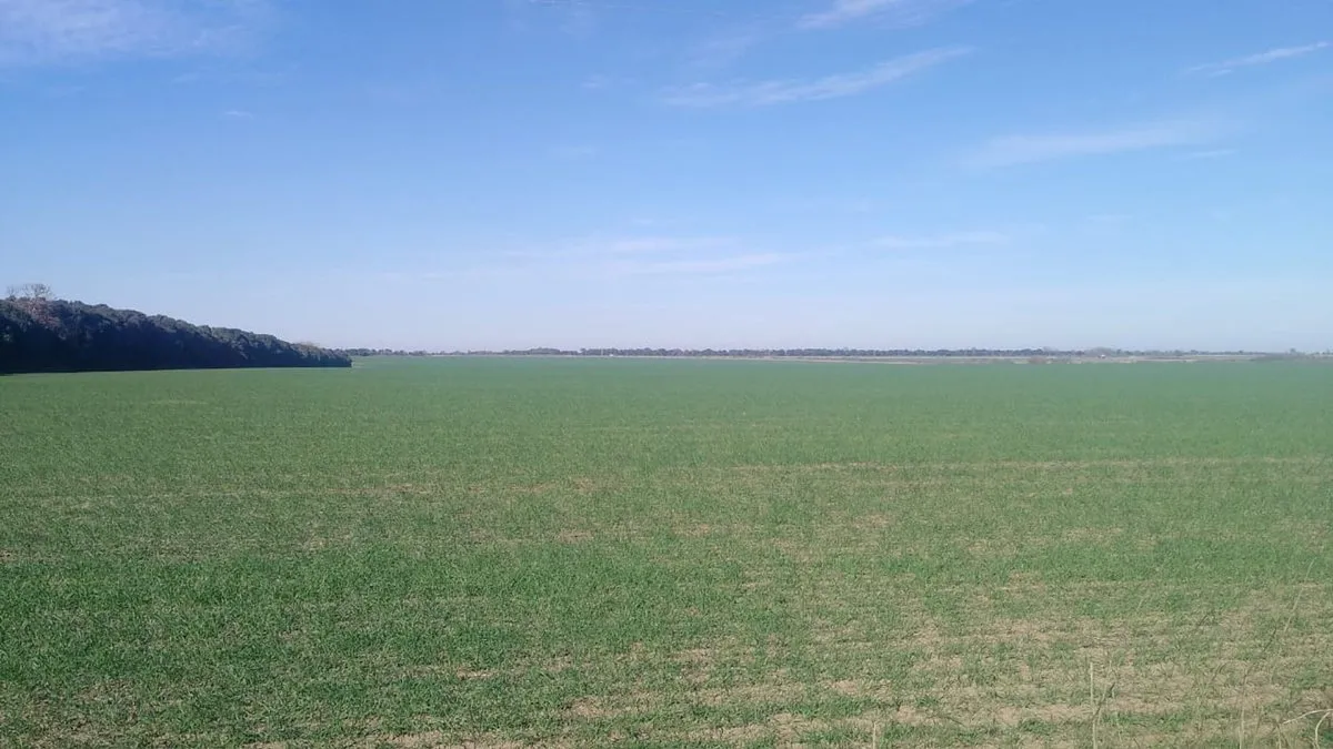 Campo en A María Luisa S/N