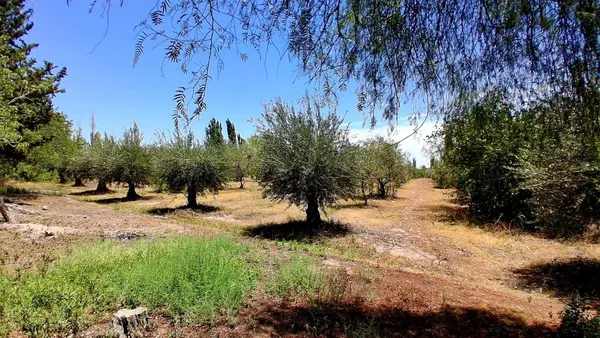 Lote en Calle Nueva S/N