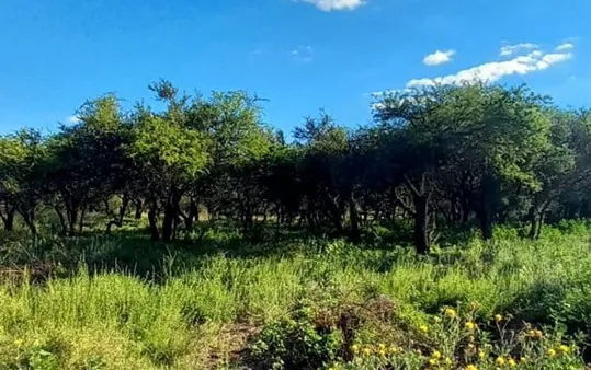 Lote en Jujuy S/N