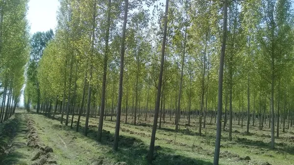 Campo en Carlos Steindl S/N