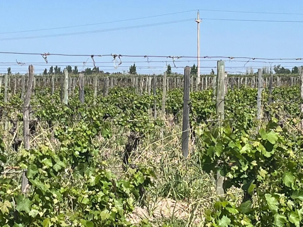 Campo en Carril Chimbas, Tres Porteñas S/N