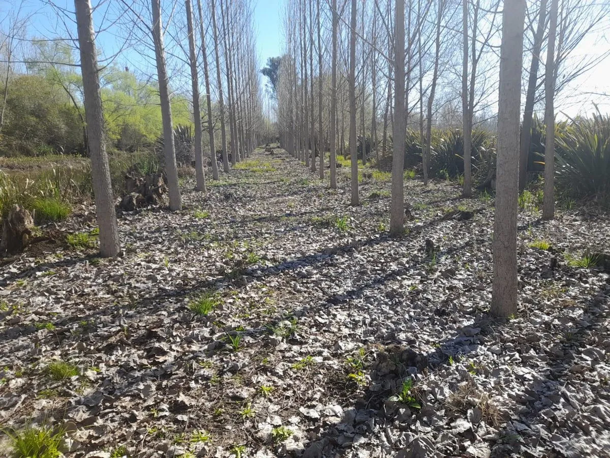 Lote en Islas del Delta, 2da Seccion, Arroyo Estudiante y Arroyo Las Cañas S/N