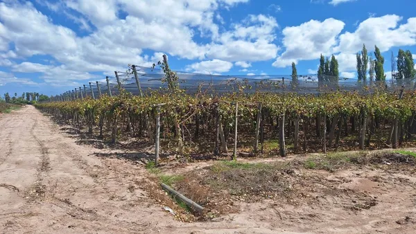 Campo en Rufino Ortega S/N