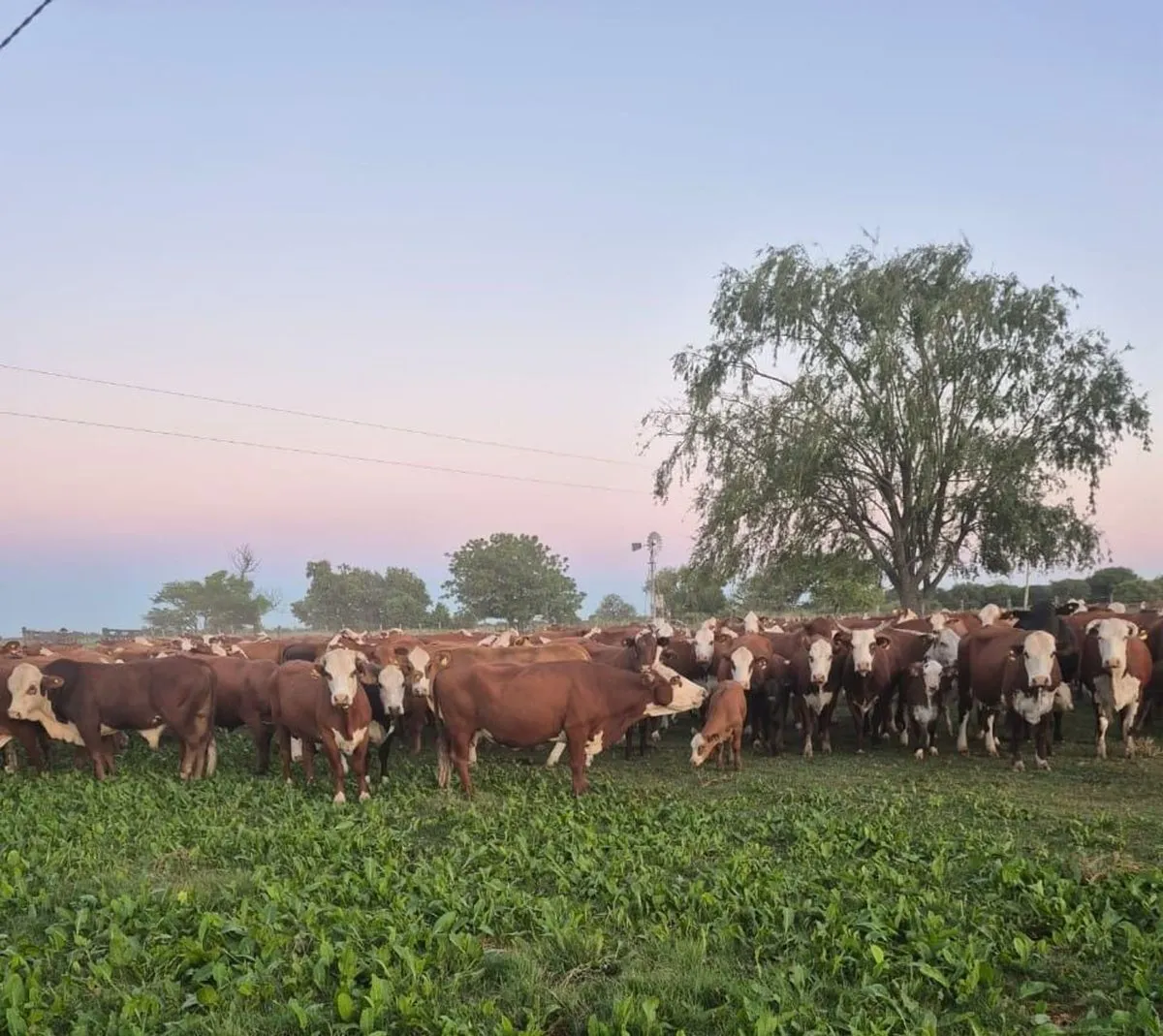 Campo en Zona Rural S/N