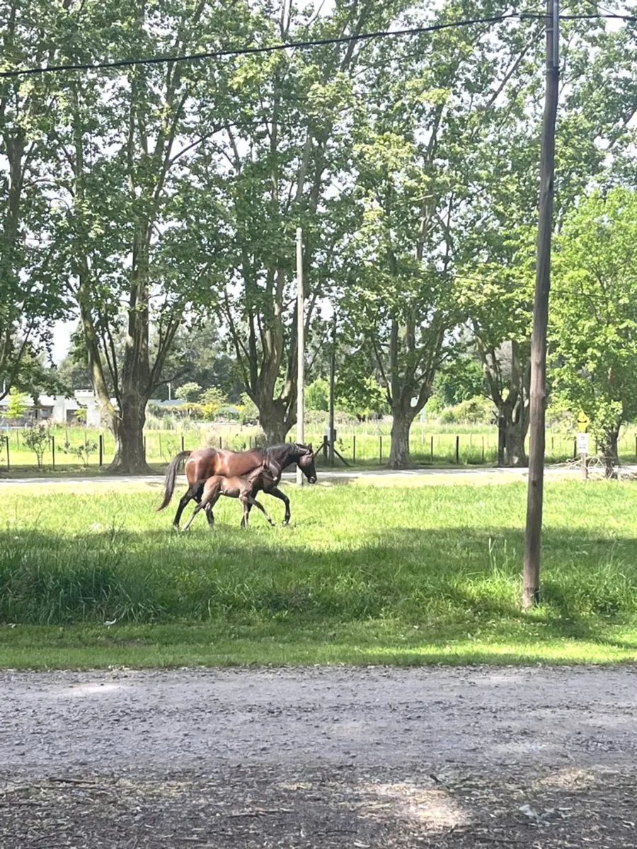 Lote en Aristóbulo del Valle 1100