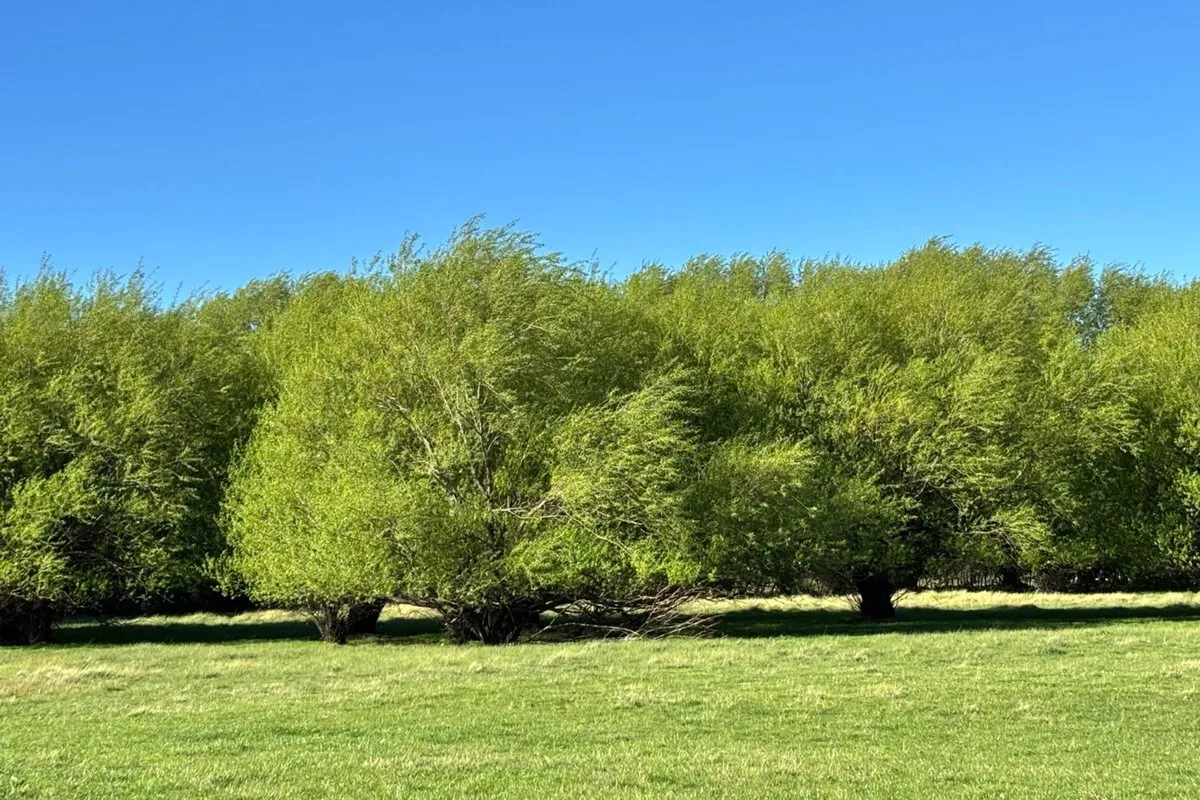 Lote en Aldea Escolar S/N