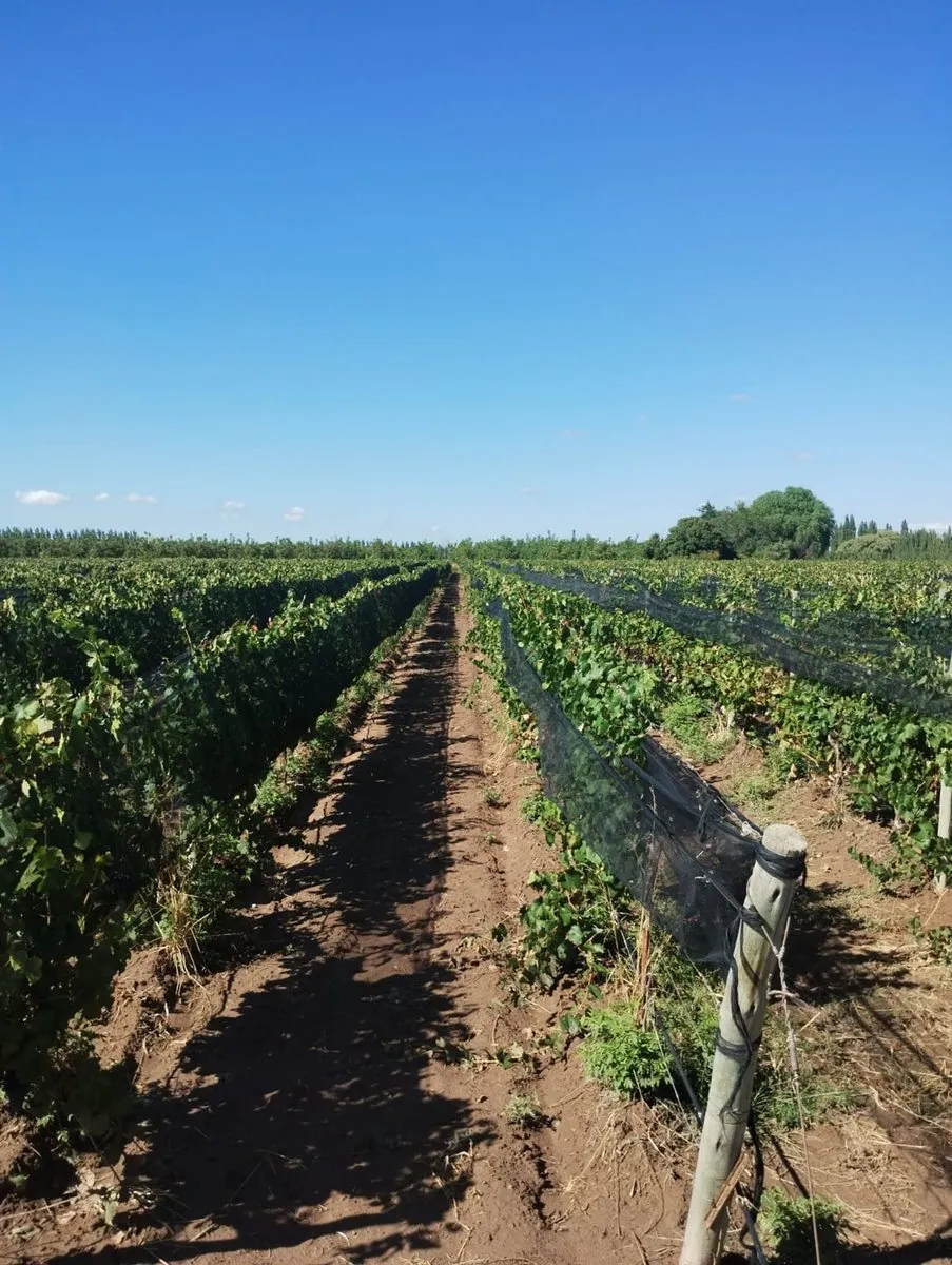 Campo en Ruta Nacional 40 S/N