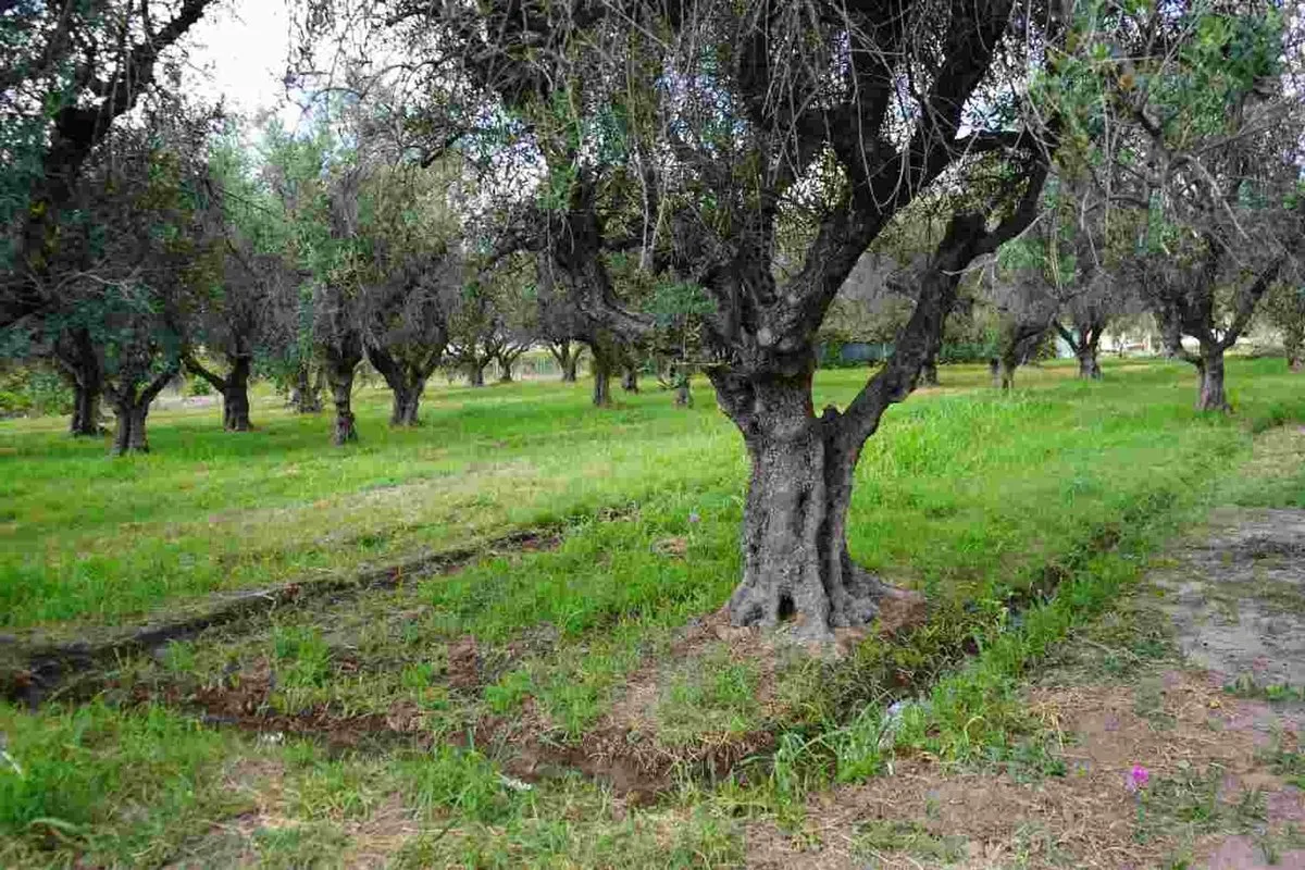 Lote en Pedro Molina 800