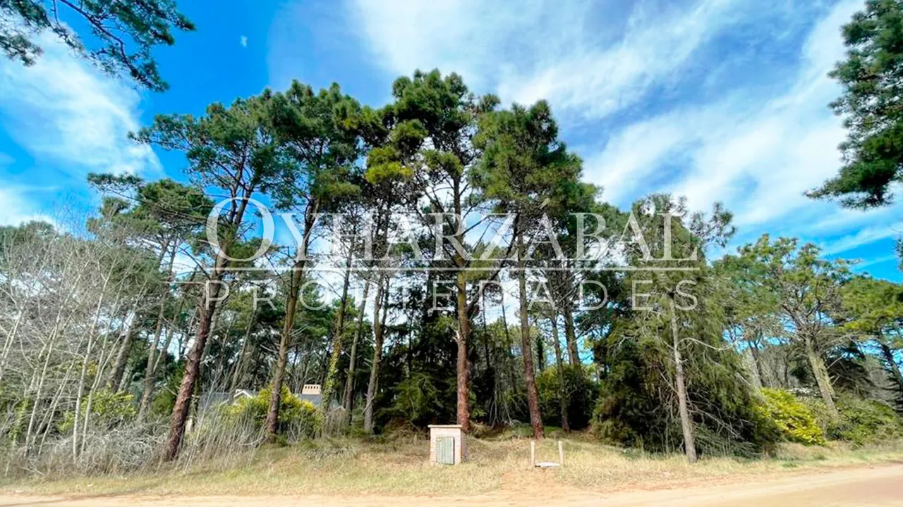 Terreno en palmera y jilguero