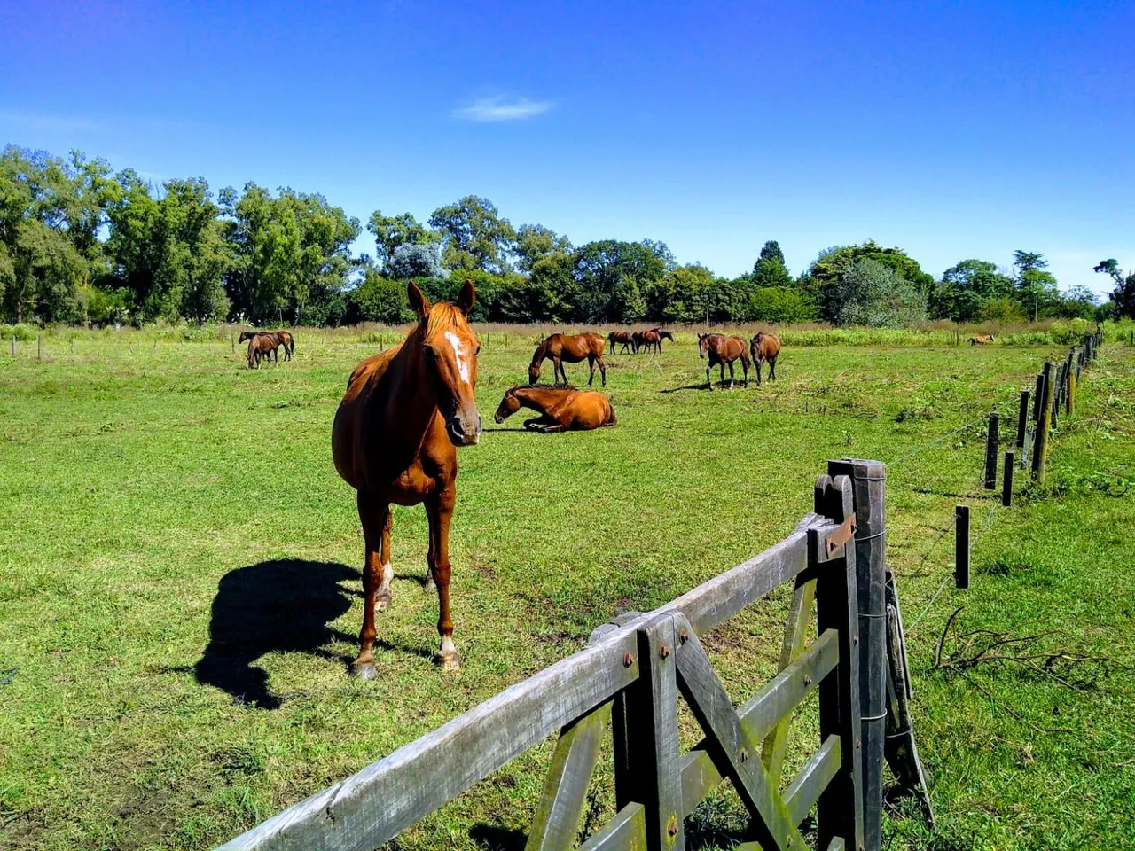 Campo en Ruta 8, KM 95,5