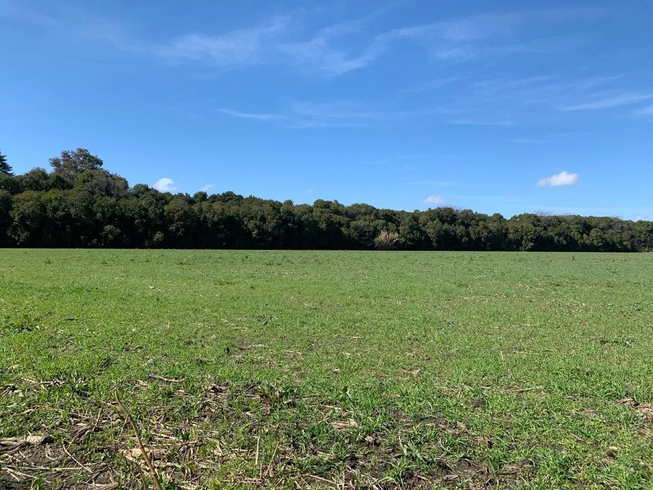Campo en Ruta Nacional 5