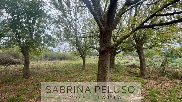 Terreno en carlos de linneo