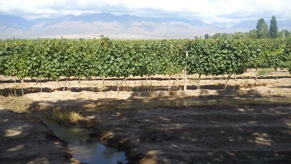 Campo en CLODOMIRO SILVA S/N - V. FLORES TUNUYAN