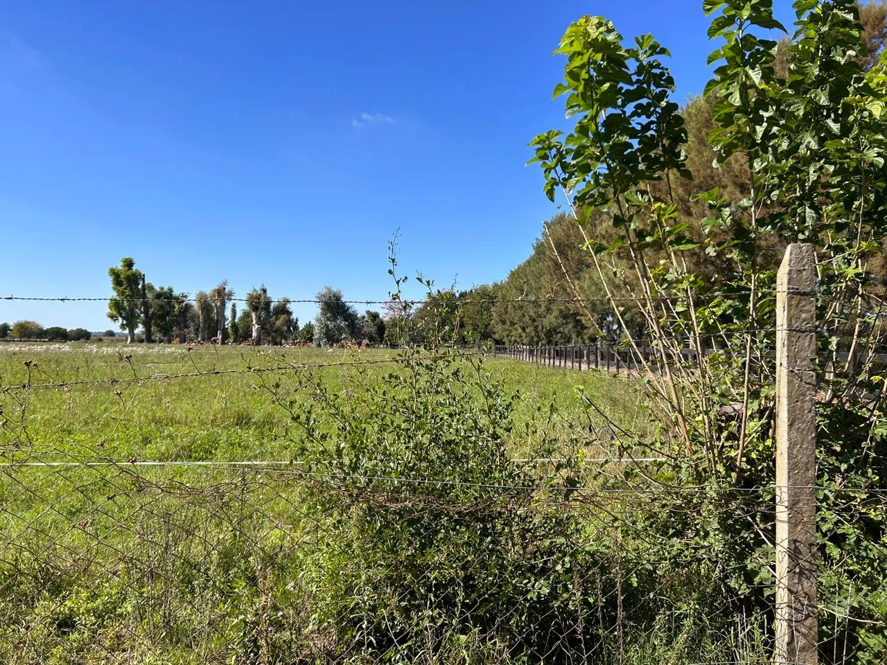 Campo en Ruta Provincial 39, (2500 mts ruta 39) Parada ORLANDO
