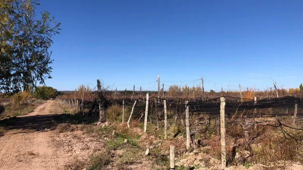 Campo en Cochabamba, Agrelo, Lujan De Cuyo
