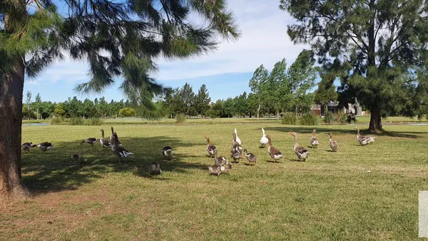 Terreno en Posada de los Lagos