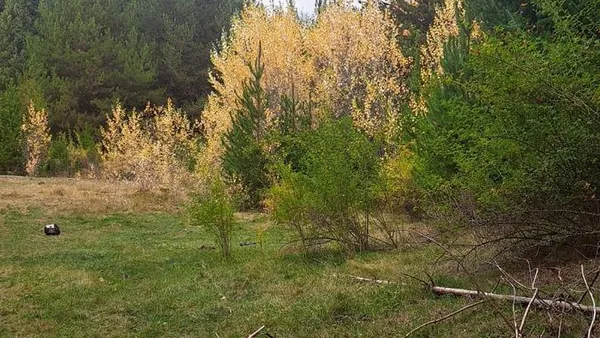 Terreno en Terreno 1 ha En Mallin Ahogado (SU-16)