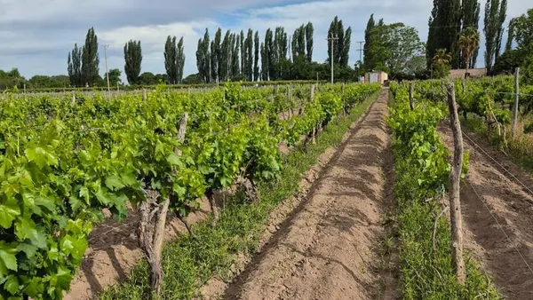 Campo en lujan de cuyo , Alto Ugarteche