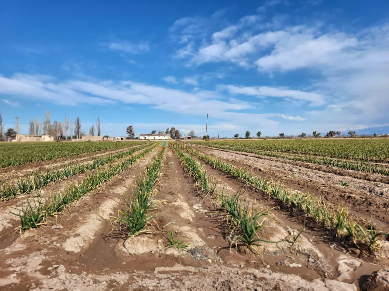 Campo en CALLE COBOS, PERDRIEL