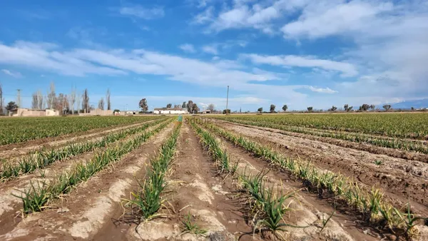Campo en CALLE COBOS, PERDRIEL