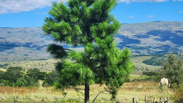 Terreno en Los Fresnos