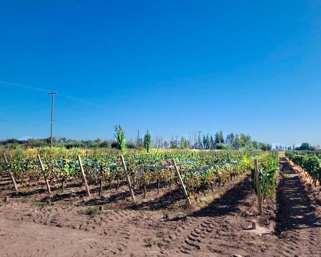 Campo en Videla Aranda. Esquina Crespi, Maipú, Mendoza