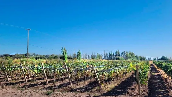 Campo en Videla Aranda. Esquina Crespi, Maipú, Mendoza