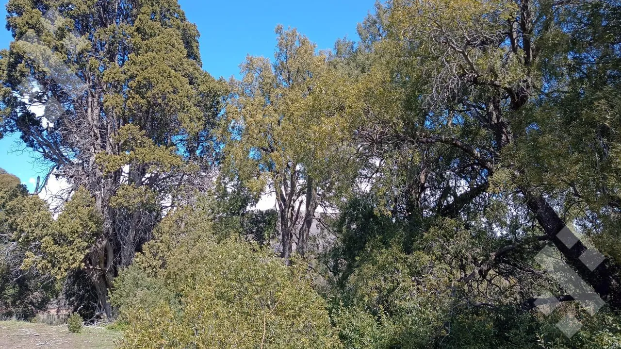 Terreno en Venta lote 800 m2 - Chacay Bajo - Camino Cascada de Sepulveda - San Martin de los Andes