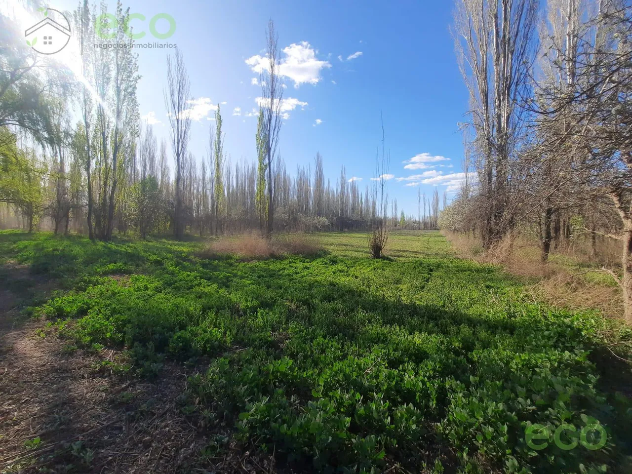 Terreno en ALQUILER Chacra 2,5 Ha. SIN CASA a 300 mts de Carlos Isla Ruta 151 Cipolletti